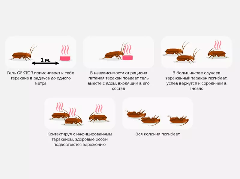 Схема работы геля от тараканов "Гектор"